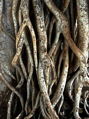 Establishing Roots by Jeff Gater Establishing Roots by Jeff Gater