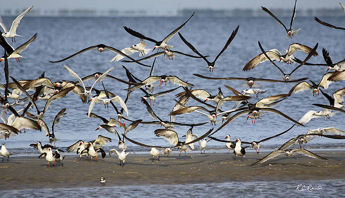 Wall Art - Photograph - Estero Lagoon - Skimmers Looking for a Landing Spot by Ronald Reid