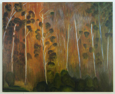 Eucalypt Forest 7- 2013 by Robert Silverton Eucalypt Forest 7- 2013 by Robert Silverton