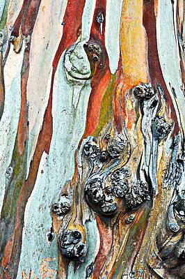 Eucalyptus Tree by Christina Ochsner Eucalyptus Tree by Christina Ochsner