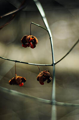 Euonymus americanus Winter Form by Rebecca Sherman Euonymus americanus Winter Form by Rebecca Sherman