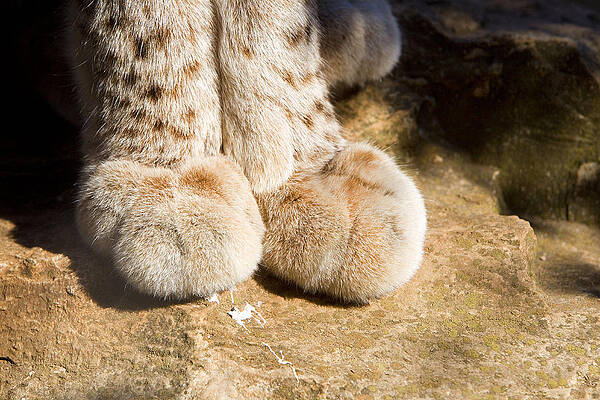 Wall Art - Photograph - Eurasian Lynx Feet by M. Watson