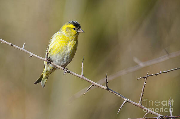 Wall Art - Photograph - Eurasian Siskin by Willi Rolfes