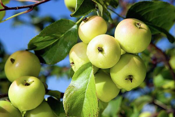 Wall Art - Photograph - European Crab Apple by Peggy Greb/us Department Of Agriculture/science Photo Library