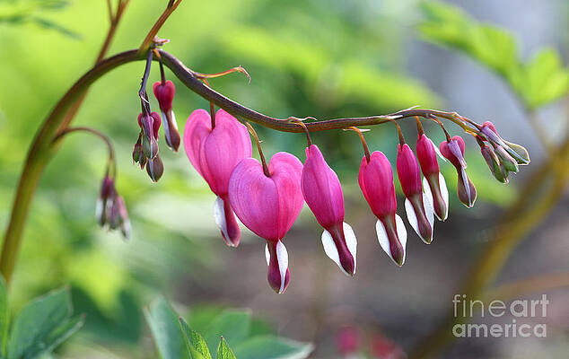 Evening Bleeding Hearts 2013 by Steve Augustin Evening Bleeding Hearts 2013 by Steve Augustin