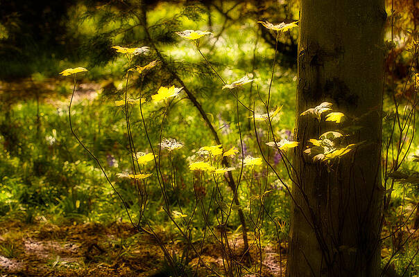 Wall Art - Photograph - Evening Leaves by Mark Llewellyn