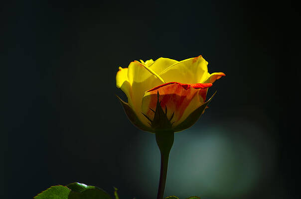 Evening Rose by Dick Hudson Evening Rose by Dick Hudson