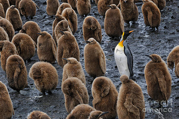 Ever Feel Like You're in the Wrong Place? by Tom Schwabel Ever Feel Like You're in the Wrong Place? by Tom Schwabel