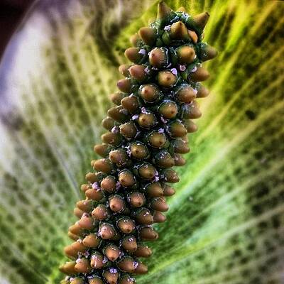 Wall Art - Photograph - Evil Lily --- Check Out More Of My by Mark David Gerson