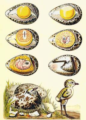 Wall Art - Drawing - Evolution Of A Chicken Within An Egg by European School