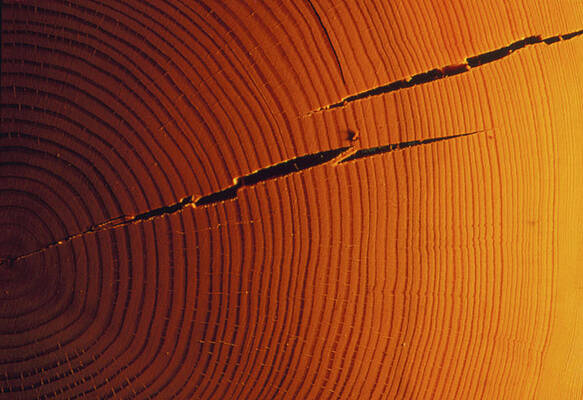 Wall Art - Photograph - Examination Of Growth Rings From Fir Tree by Science Photo Library