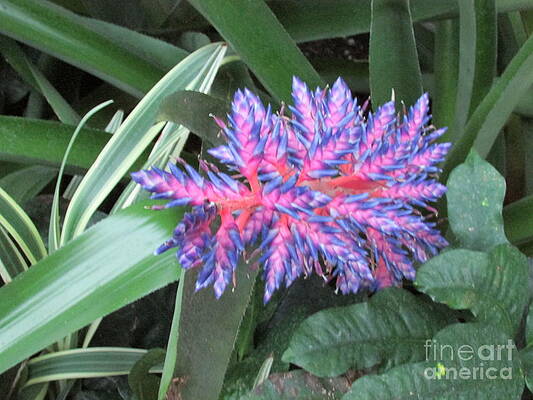 Exotic Flower by Nancy Rucker Exotic Flower by Nancy Rucker