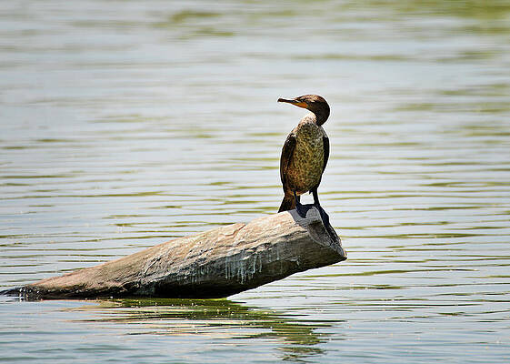 Experience Nature in Estero San Jose by Christine Till Experience Nature in Estero San Jose by Christine Till