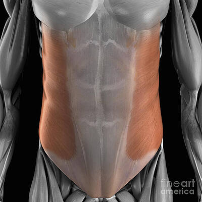 Wall Art - Photograph - External Oblique Muscle by Science Picture Co