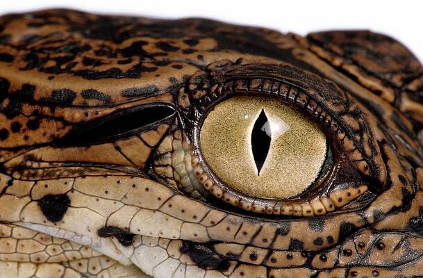 Wall Art - Photograph - Eye And Ear Of A Young Nile Crocodile by Science Photo Library
