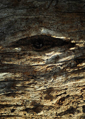 Eye by Rebecca Sherman Eye by Rebecca Sherman
