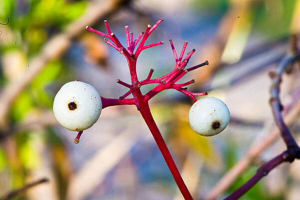 Eyes? by Paul Johnson Eyes? by Paul Johnson
