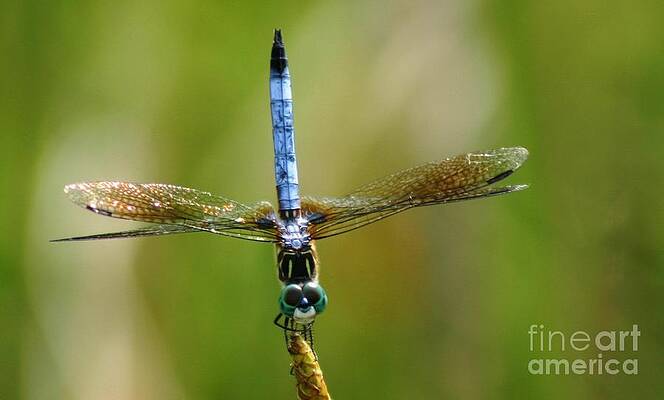 Dragonfly - Face of a Clown by Alorah Tout Dragonfly - Face of a Clown by Alorah Tout