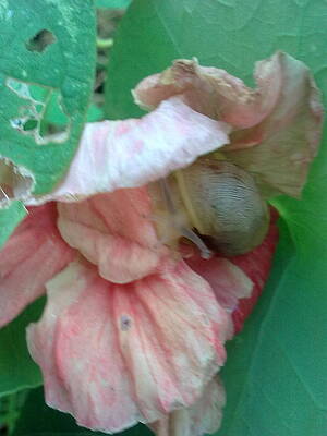 Faded Nasturtium With Snail by Jeannine Davidoff