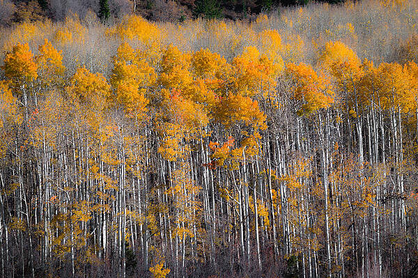 Wall Art - Photograph - Fading Fall by Chuck Jason