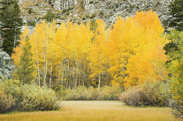 Wall Art - Photograph - Fall Aspen Trees And Meadow by Josh Miller