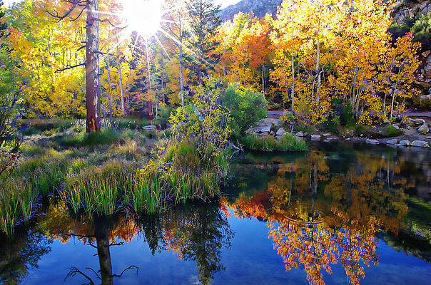 Wall Art - Photograph - Fall Color Reflection along Bishop Creek by Scott McGuire