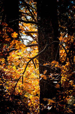 Fall Colors by Mickey Clausen Fall Colors by Mickey Clausen