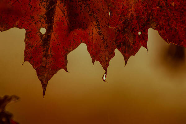 Fall Contrast by Jeremy Perlman
