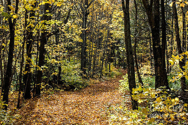 Fall covered Trail by Andrew Anderson