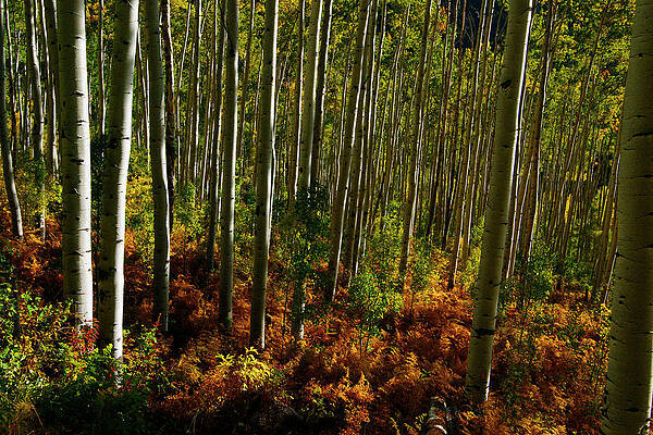 Wall Art - Photograph - Fall Ferns by Jeremy Rhoades