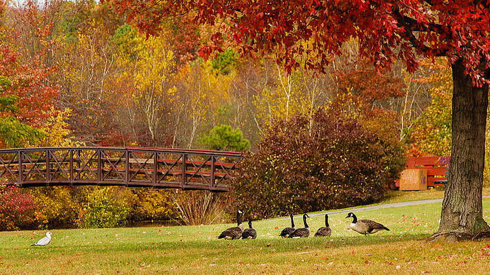 Fall gathering by SAURAVphoto Online Store Fall gathering by SAURAVphoto Online Store
