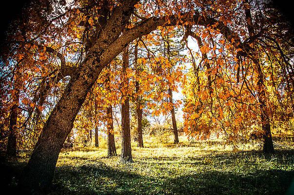 Fall in Laguna by Mickey Clausen Fall in Laguna by Mickey Clausen