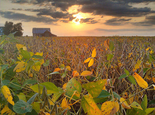 Fall in the fields by Jason Borg
