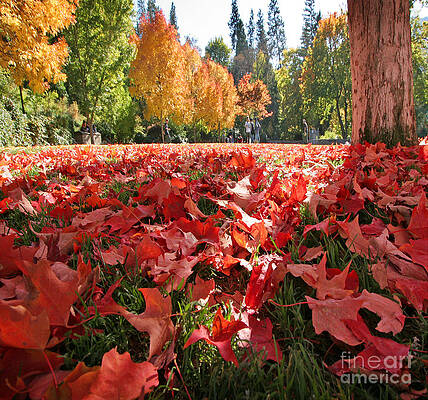 Wall Art - Photograph - Fall Leaves by J Christopher Briscoe