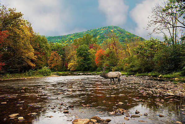 Fall Mountain Stream With Elk Crossing Print by Larry Keller, Lititz Pa.