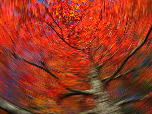 Wall Art - Photograph - Fall Tree Carousel by Juergen Roth