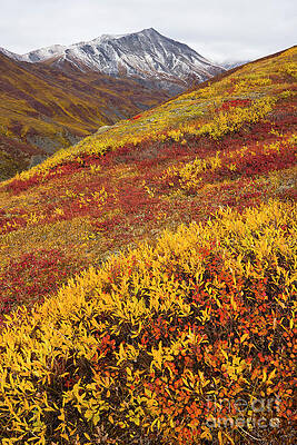 Wall Art - Photograph - Fall Tundra And First Snow  by Yva Momatiuk John Eastcott