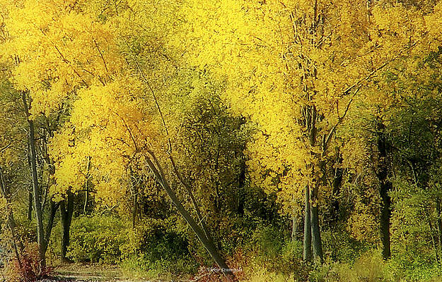 Fall by Vickie Szumigala Fall by Vickie Szumigala
