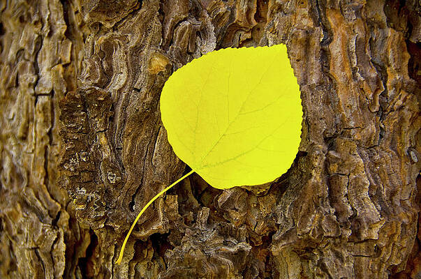Wall Art - Photograph - Fallen Aspen Leaf On Log In Lake Tahoe by Jan and Stoney Edwards