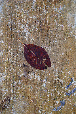 Wall Art - Photograph - Fallen by Jani Freimann