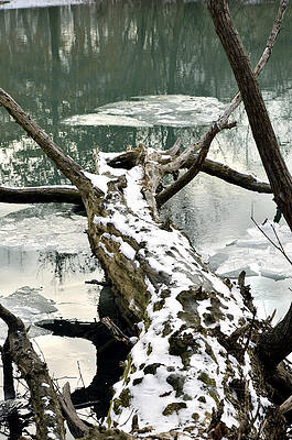 Fallen Tree Vertical by Steve Tracy Fallen Tree Vertical by Steve Tracy