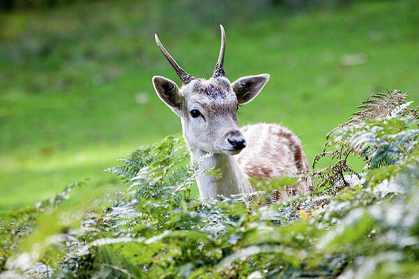 Wall Art - Photograph - Fallow Deer Buck by Science Photo Library