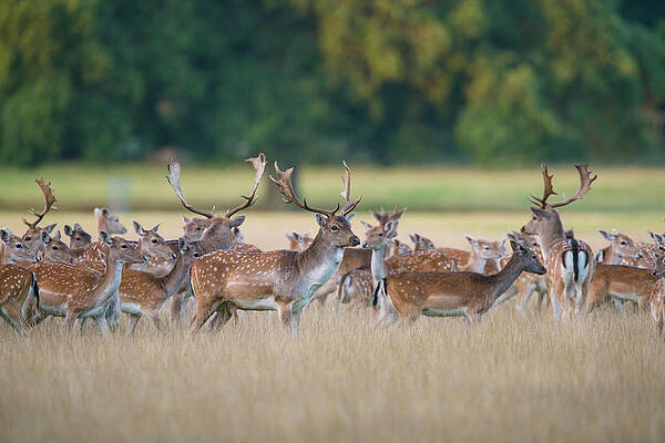 Fallow Deer, Herd During Rut, Norfolk Print by Mike Powles