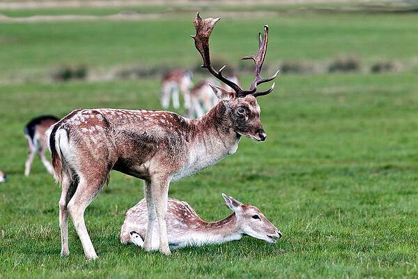 Wall Art - Photograph - Fallow Deer by Science Photo Library