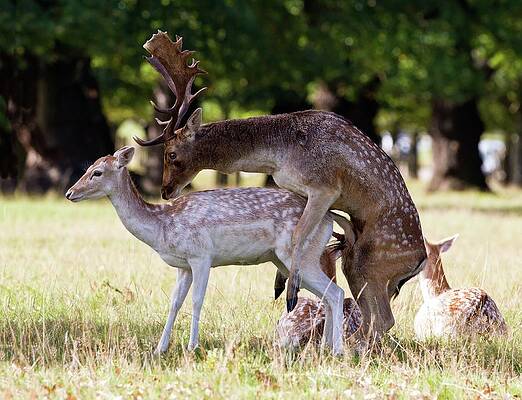 Wall Art - Photograph - Fallow Deer Mating by Science Photo Library