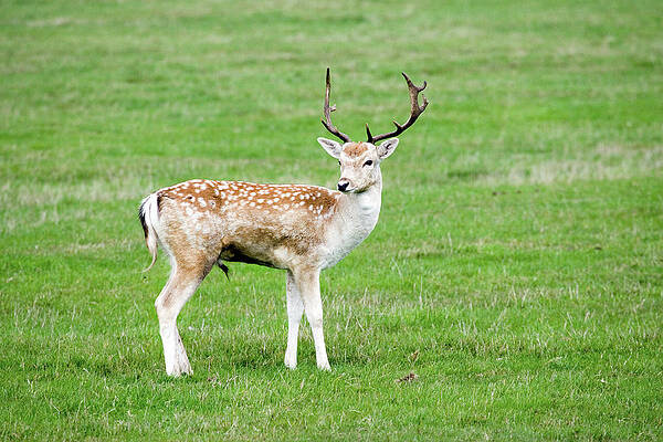 Wall Art - Photograph - Fallow Deer Stag by Science Photo Library