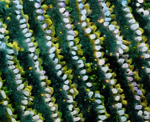 Wall Art - Photograph - False-colour Sem Of Cells From The Lens Of The Eye by Science Photo Library