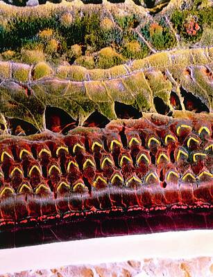 Wall Art - Photograph - False-colour Sem Of Hair Cells In Organ Of Corti by Science Photo Library