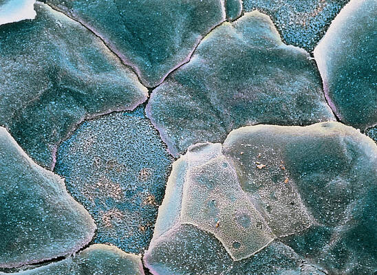 Wall Art - Photograph - False-colour Sem Of The Cell Surface Of The Cornea by Science Photo Library