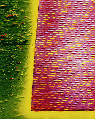 Wall Art - Photograph - False-colour Sem Of The Surface Of A Compact Disc. by Science Photo Library